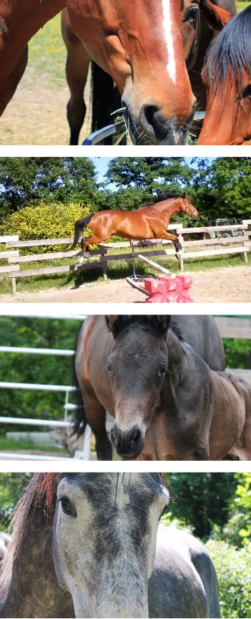 vente de chevaux Montargis, vente de chevaux Châtillon-Coligny, vente de chevaux Gien