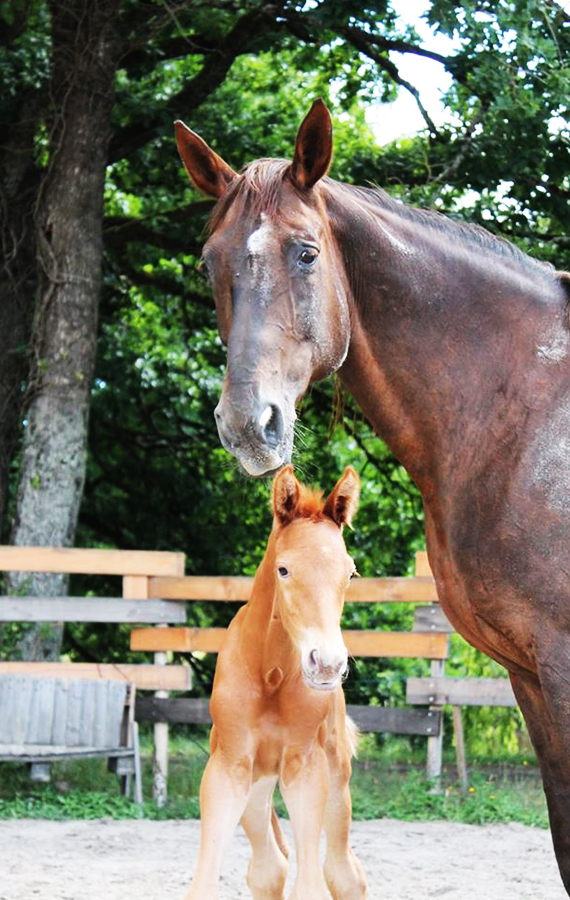 vente de chevaux Montargis, vente de chevaux Châtillon-Coligny, vente de chevaux Gien