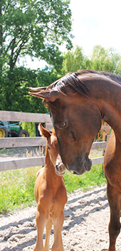 Centre equestre Montargis, Centre equestre Châtillon-Coligny, Centre equestre Gien