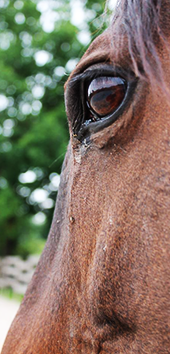 Elevage de chevaux Montargis, Elevage de chevaux Châtillon-Coligny, Elevage de chevaux Gien