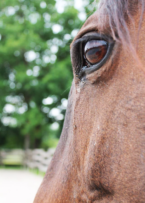 centre equestre châtillon-coligny